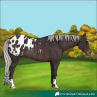 Horse Color:Silver Brown Appaloosa Rabicano 