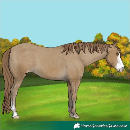 Horse Color:Classic Cream Champagne Sabino Varnish 