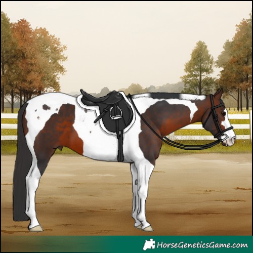Horse Color:Brown Tobiano 