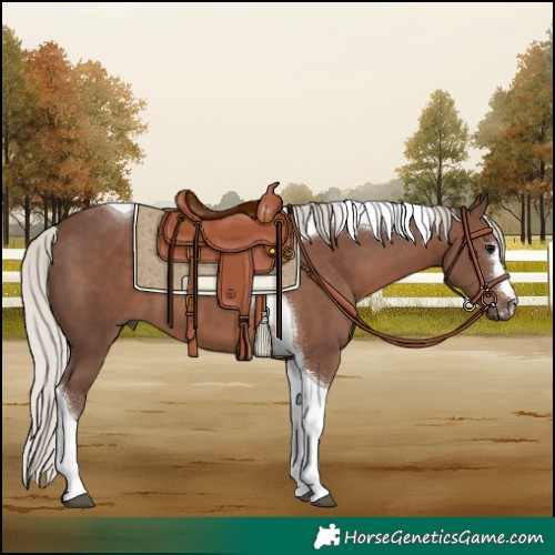Horse Color:Silver Black Tobiano 