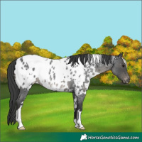 Horse Color:White Spotted Blue Roan Appaloosa 