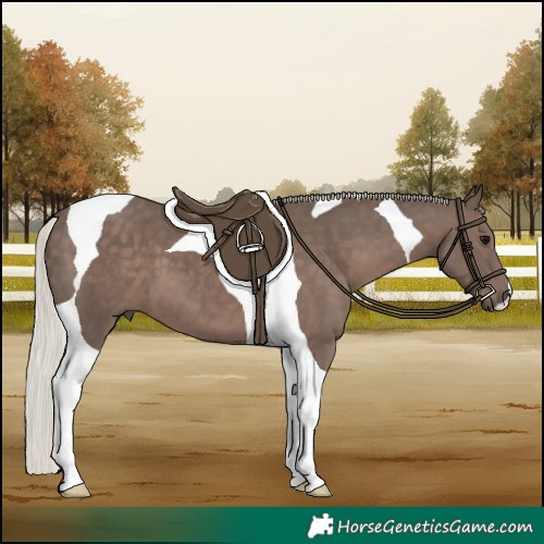 Horse Color:Silver Black Tobiano 