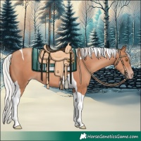 Horse Color:Silver Classic Champagne Tobiano 