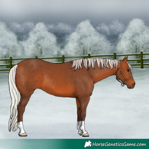 Horse Color:Silver Bay 