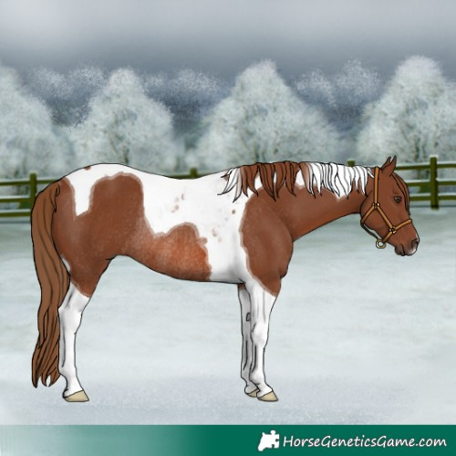 Horse Color:Chestnut Tobiano Rabicano 