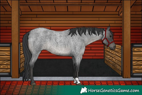 Horse Color:Blue Roan 