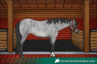 Horse Color:Blue Roan 