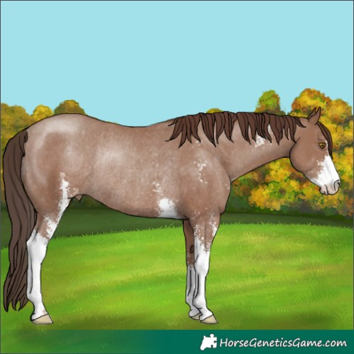 Horse Color:Classic Champagne Sabino Appaloosa Rabicano 