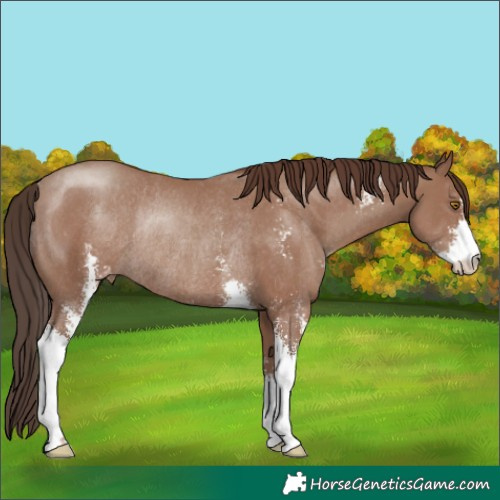 Horse Color:Classic Champagne Sabino Varnish Rabicano 