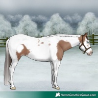 Horse Color:Classic Champagne Splash Tobiano Frame 