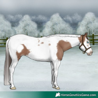 Horse Color:Classic Champagne Splash Tobiano Frame