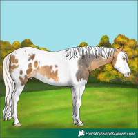 Horse Color:Silver Buckskin Splash Tobiano Appaloosa 
