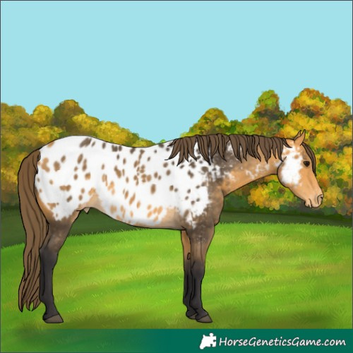 Horse Color:Buckskin Appaloosa