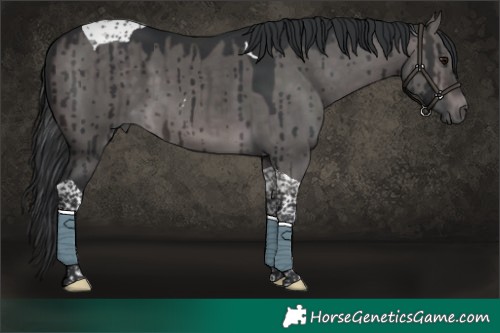 Horse Color:Platinum Brown Dun Tobiano Brindle 