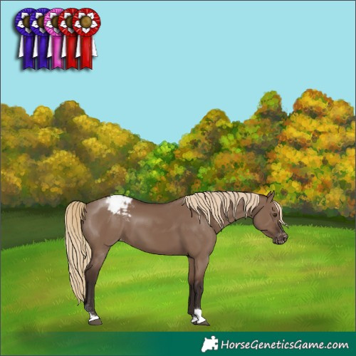 Horse Color:Liver Red Dun Tobiano Appaloosa Rabicano 