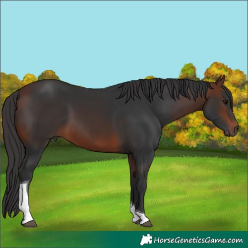 Horse Color:Bay Tobiano 