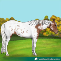 Horse Color:Silver Black Tobiano Appaloosa 