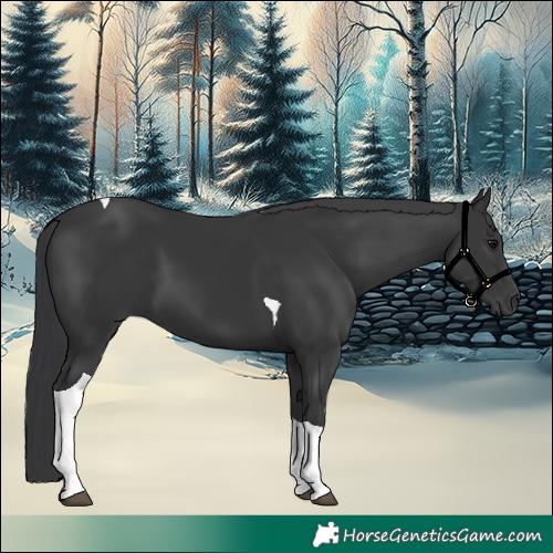 Horse Color:Black Tobiano