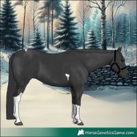 Horse Color:Black Tobiano 