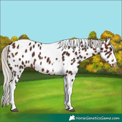 Horse Color:Silver Brown Tobiano Appaloosa 