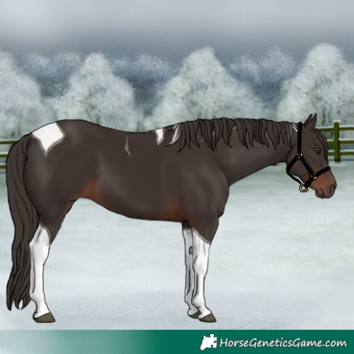 Horse Color:Liver Chestnut Tobiano