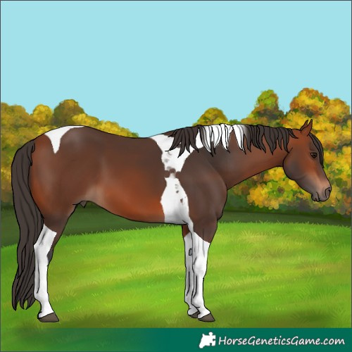 Horse Color:Bay Tobiano 