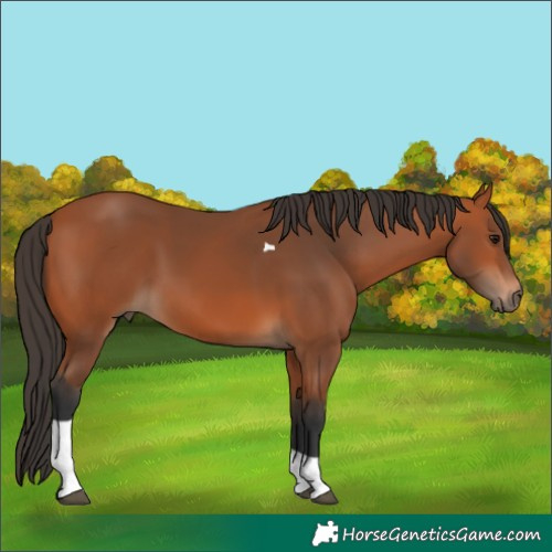 Horse Color:Bay Tobiano 
