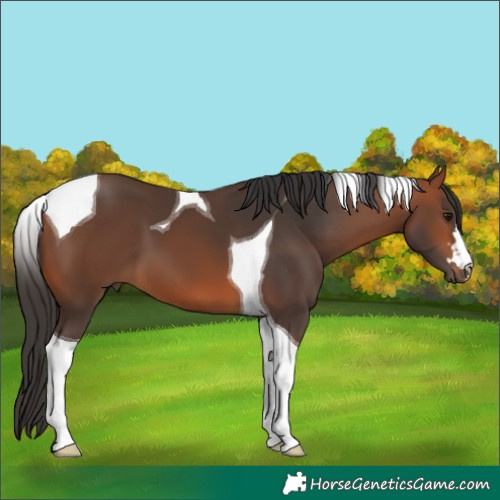 Horse Color:Bay Tobiano 