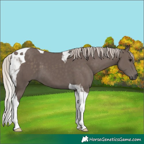 Horse Color:Silver Black Tobiano 
