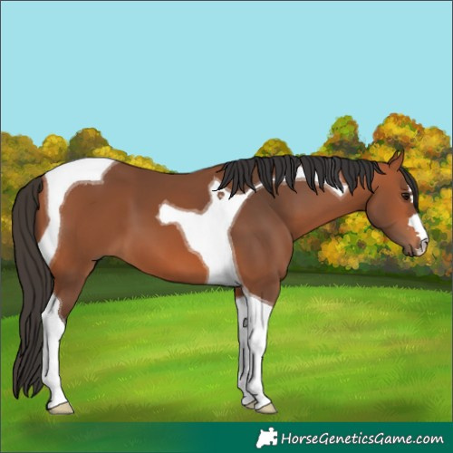 Horse Color:Bay Tobiano 