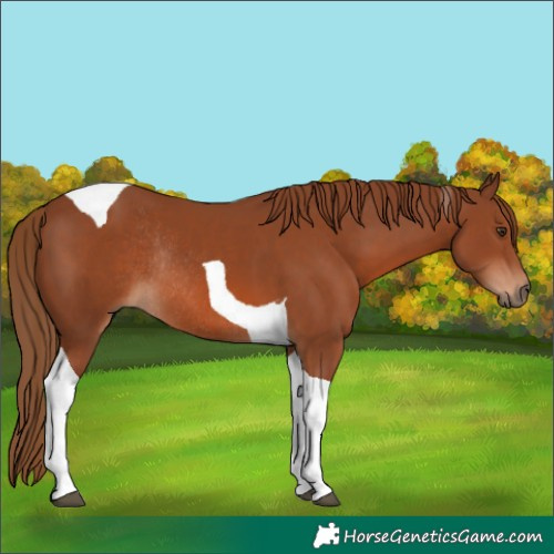 Horse Color:Chestnut Tobiano Rabicano 
