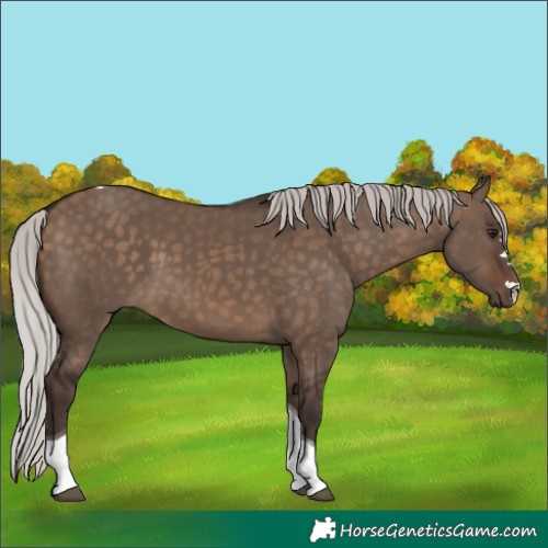 Horse Color:Silver Brown Dun Tobiano 