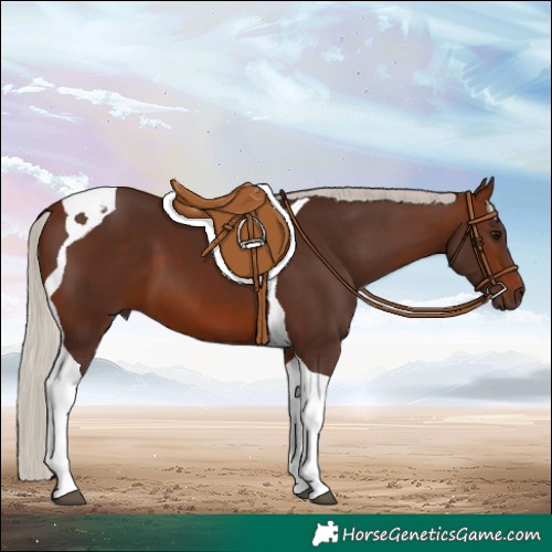 Horse Color:Silver Brown Tobiano 