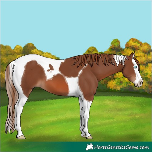 Horse Color:Chestnut Splash Tobiano 