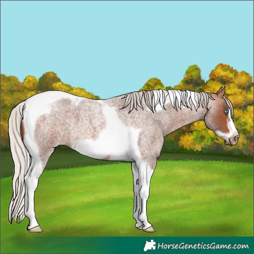 Horse Color:Silver Brown Roan Tobiano Frame 
