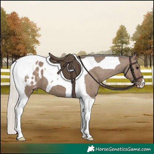 Horse Color:Silver Grullo Tobiano Appaloosa 