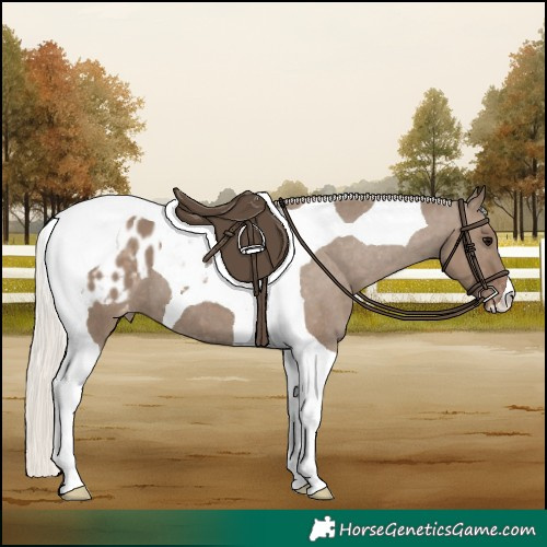 Horse Color:Silver Grullo Tobiano Blanket 