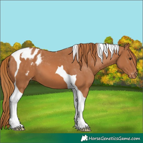 Horse Color:Chestnut Tobiano Appaloosa 