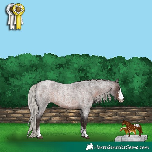 Horse Color:Silver Brown Roan Sabino Appaloosa Rabicano 