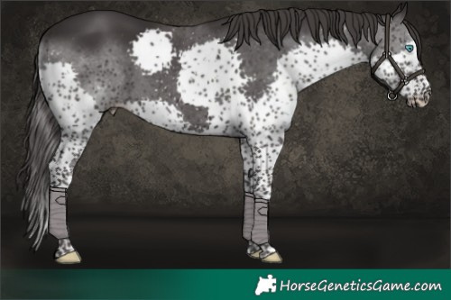 Horse Color:Smoky Black Splash Tobiano Rabicano
