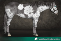 Horse Color:Smoky Black Splash Tobiano Rabicano