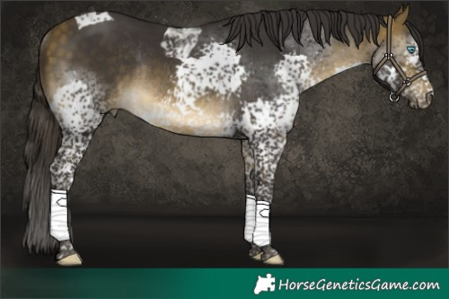 Horse Color:Buckskin Splash Tobiano Rabicano