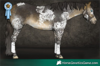 Horse Color:Buckskin Splash Tobiano Rabicano