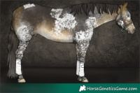 Horse Color:Buckskin Splash Tobiano Rabicano 