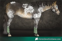 Horse Color:Buckskin Splash Tobiano Rabicano 