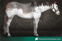 Horse Color:Bay Roan Splash Tobiano Rabicano