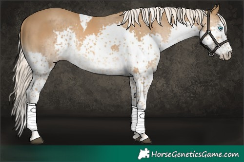 Horse Color:Chocolate Palomino Splash Tobiano Rabicano 