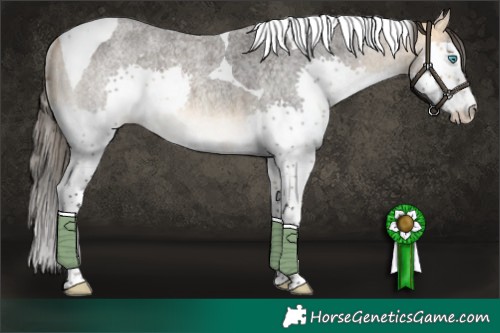 Horse Color:Buckskin Roan Splash Tobiano Rabicano 