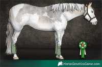 Horse Color:Buckskin Roan Splash Tobiano Rabicano