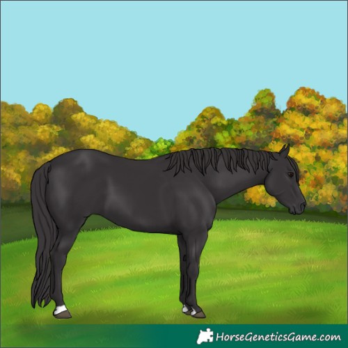Horse Color:Smoky Black 